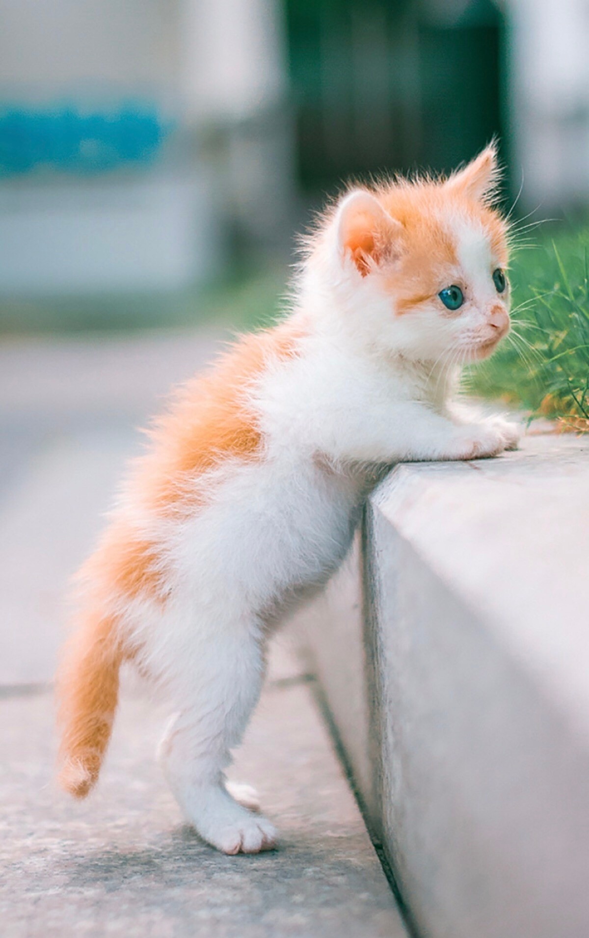 探索猫咪世界，最新永久在线网站指南