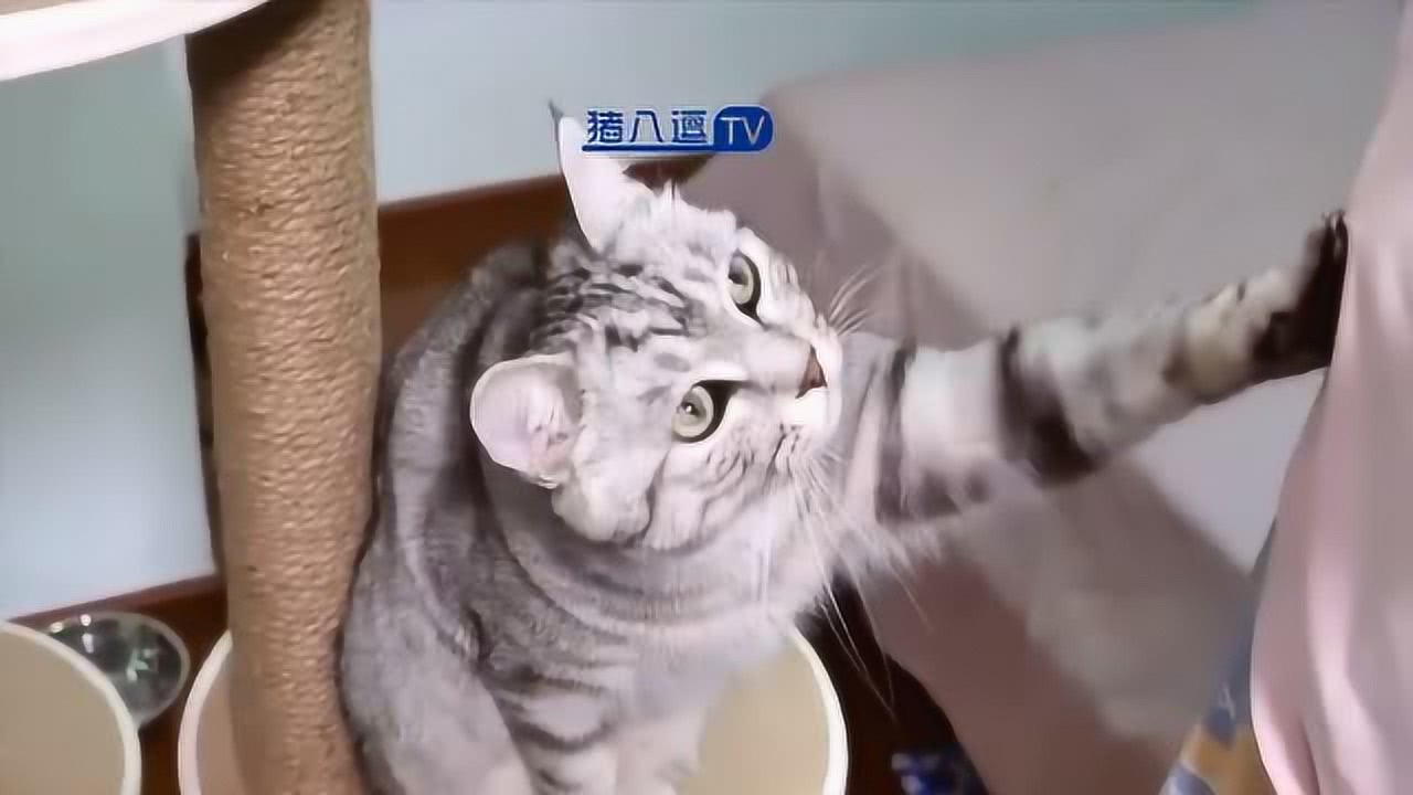 猫咪视频新世界探索，最新趋势与魅力一览