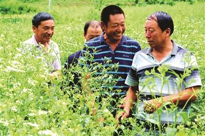 草河口镇最新项目，地区发展的强大引擎驱动力