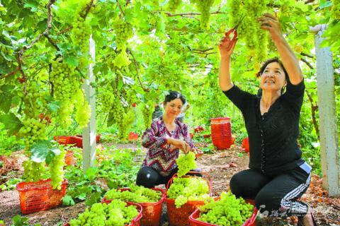 布克赛尔蒙古自治县统计局最新项目研究分析概览