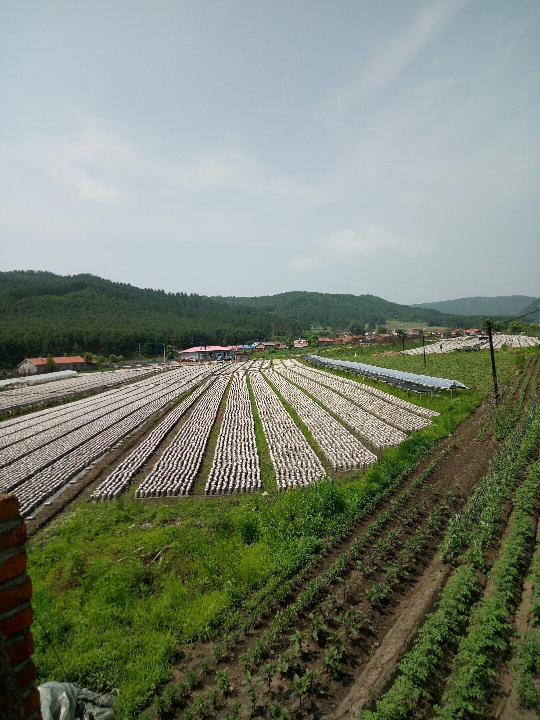 双江农场管理区金碧镇天气预报及气象分析概览