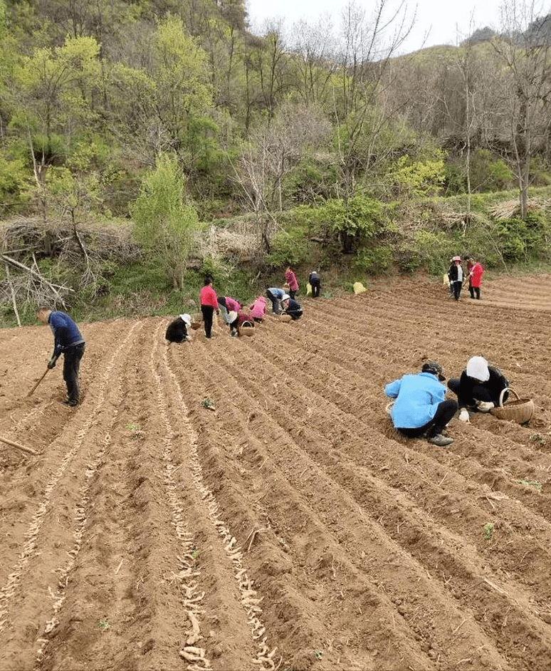 虹口区农业农村局新项目推动农业现代化，乡村振兴再添新动力