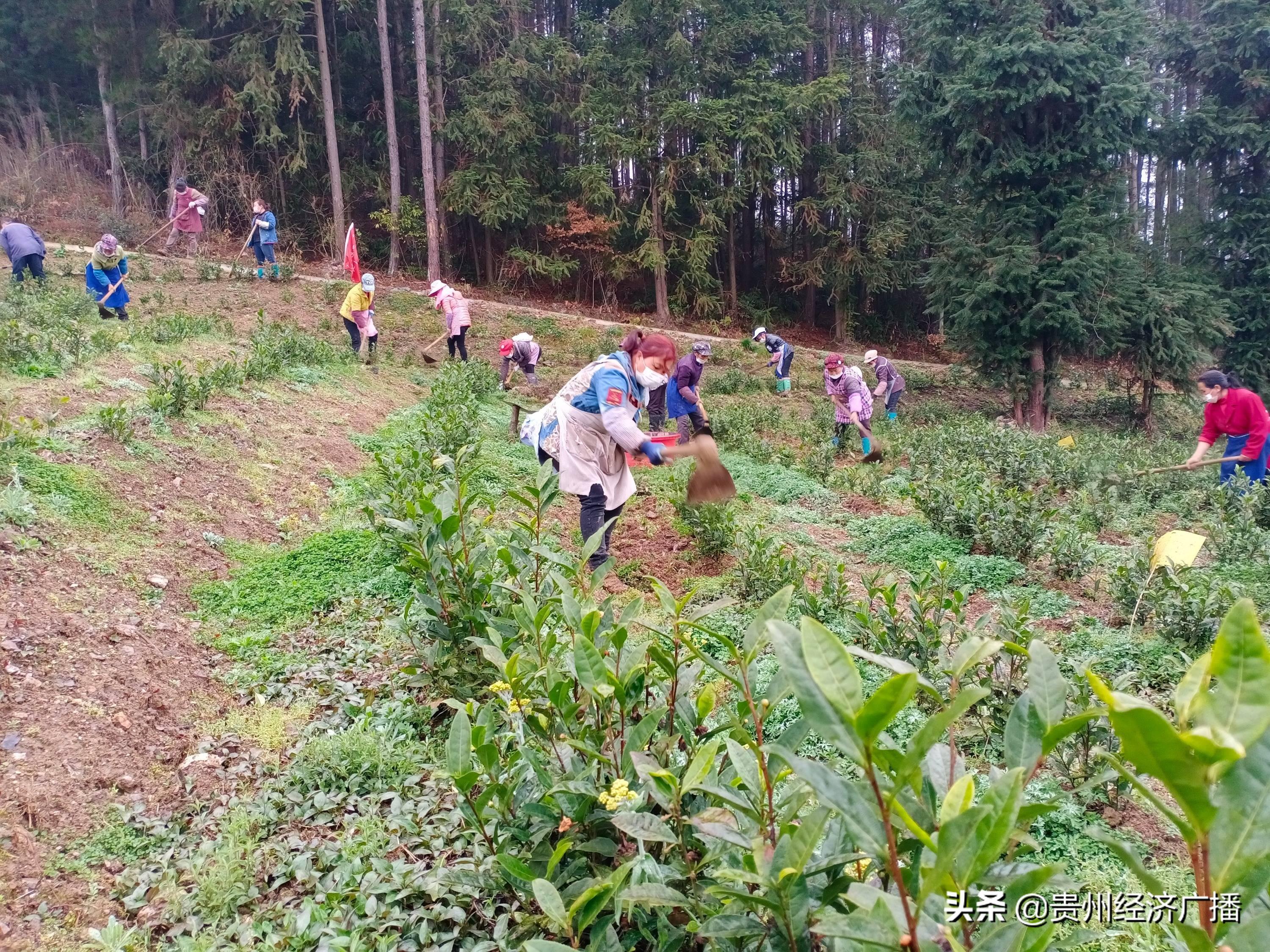 思南县文化广电体育和旅游局最新招聘概览